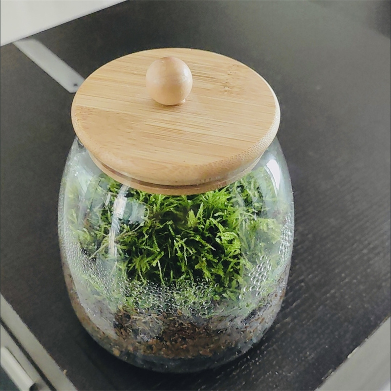 Terrarium Glass Bottle - Mikro Peyzaj Yosun Cam Şişeler Bambu