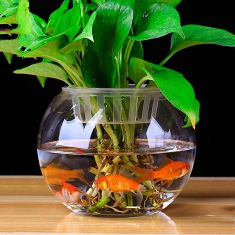 Çap = 20 cm Büyük Boy Üst Açık - Terrarium Glass Bottle incelemesi ve fiyatı