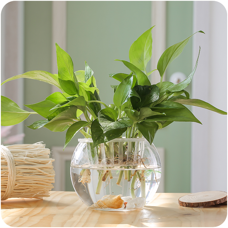Çap = 20 cm Büyük Boy Üst Açık - Terrarium Glass Bottle incelemesi ve fiyatı