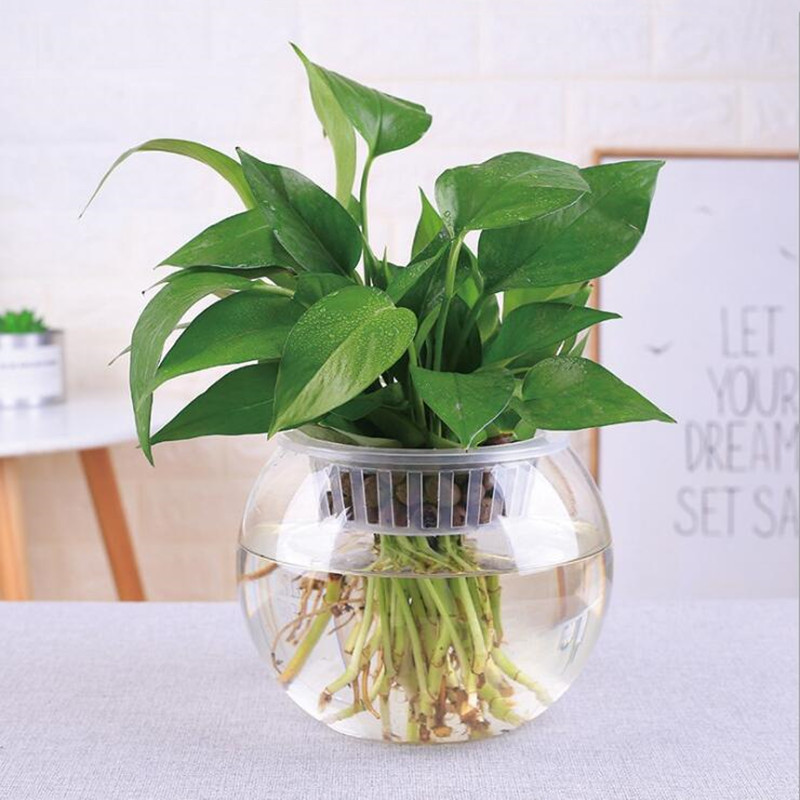 Çap = 20 cm Büyük Boy Üst Açık - Terrarium Glass Bottle incelemesi ve fiyatı