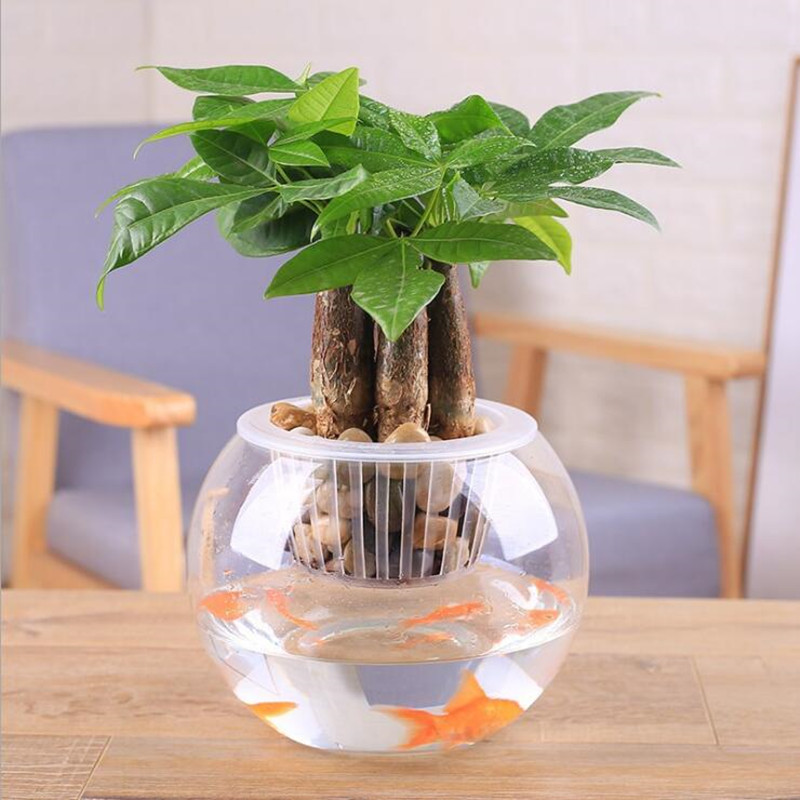 Çap = 20 cm Büyük Boy Üst Açık - Terrarium Glass Bottle incelemesi ve fiyatı