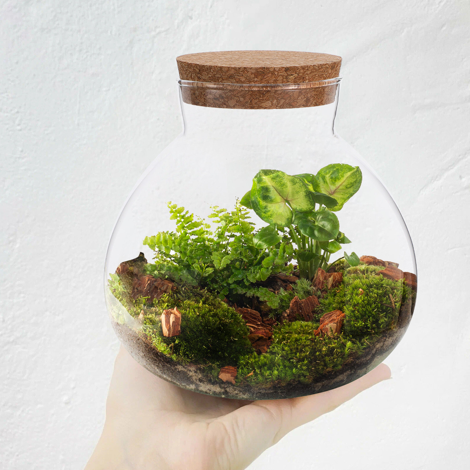 Cam Teraryum Ekolojik Şişe 15c - Terrarium Glass Bottle incelemesi ve fiyatı
