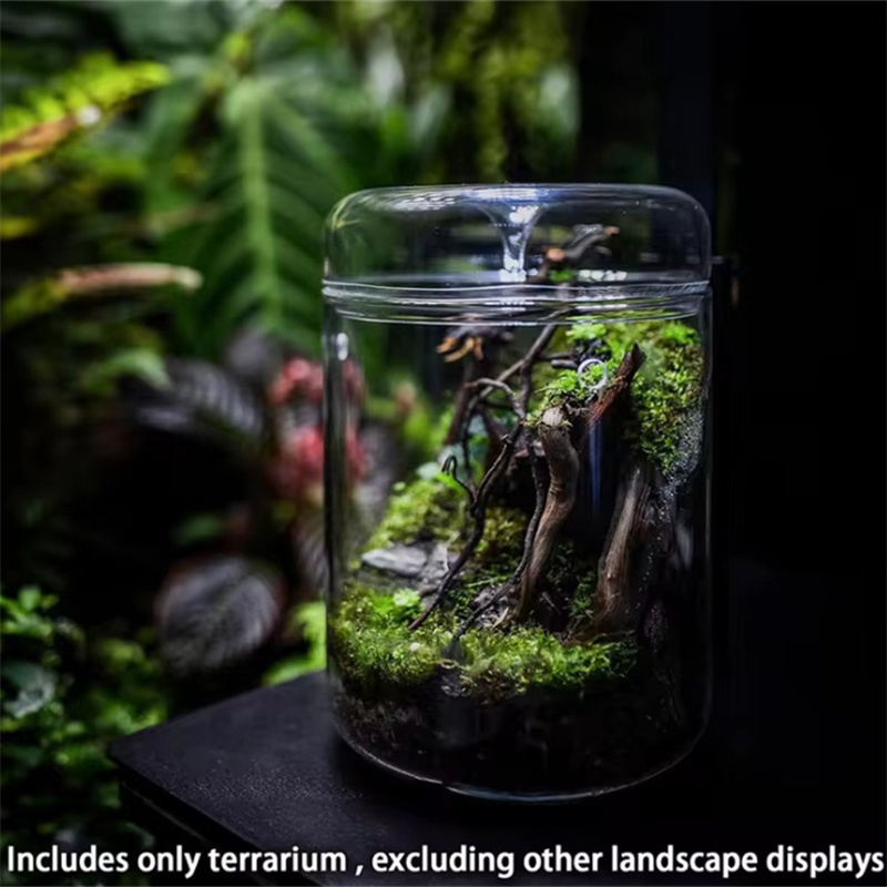 Cam Şişeler Yaratıcılık Çiğ Ko - Terrarium Glass Bottle incelemesi ve fiyatı