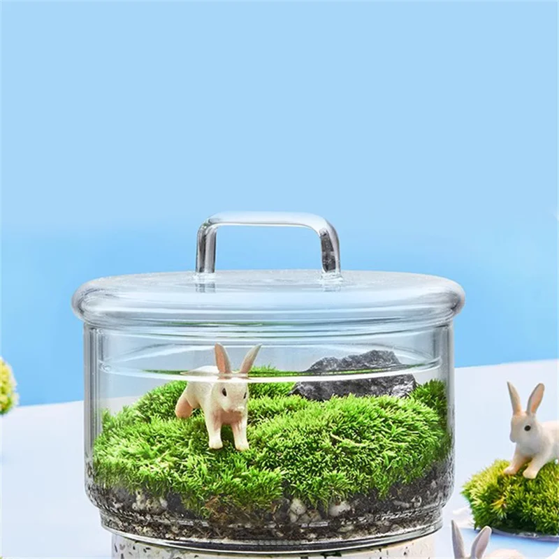 Mikro Peyzaj Yosun Bitkiler Ca - Terrarium Glass Bottle incelemesi ve fiyatı